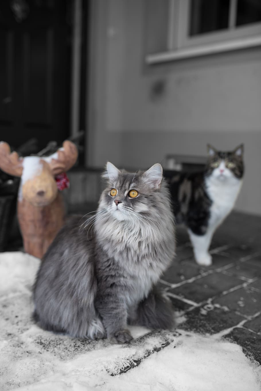 Cat, Persians, Pet, Cute, Furry, Fluffy, Cat Face, - Cat - HD Wallpaper 