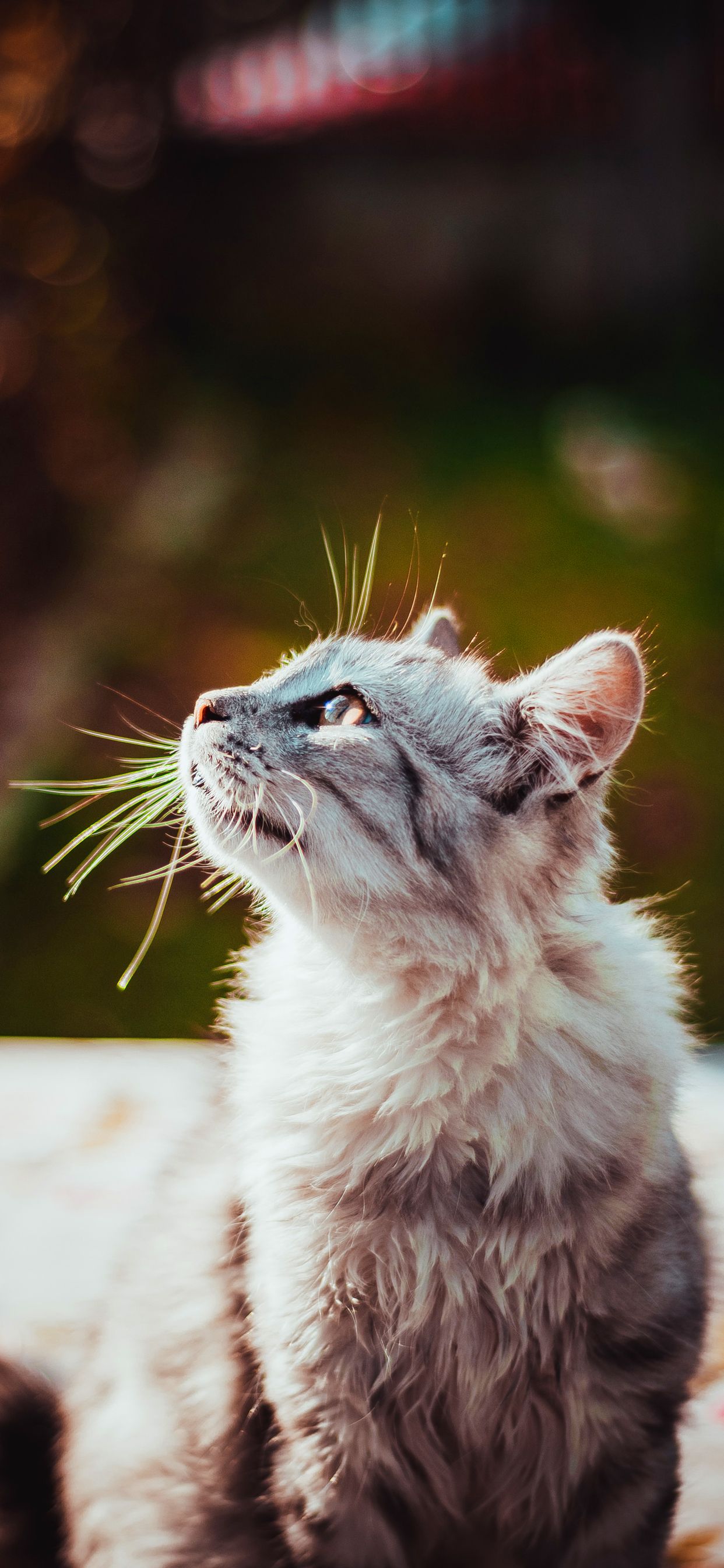 Cat Wallpaper Iphone Xr - HD Wallpaper 