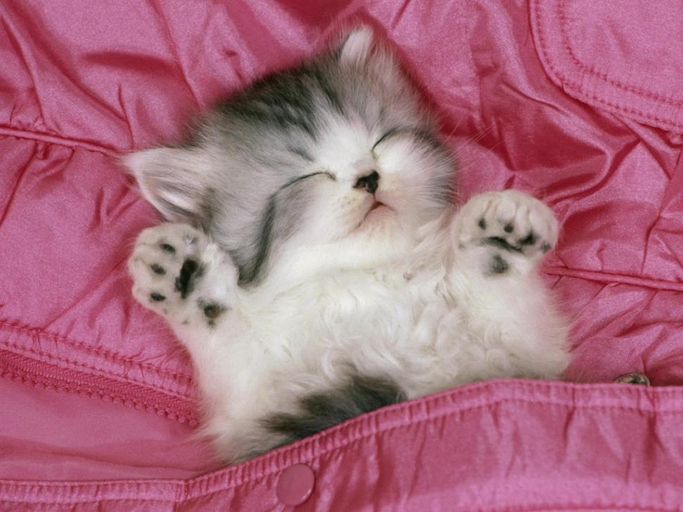 Sleeping Tabby Animal Cat Kitten Kitty Pet Pink Pocket - HD Wallpaper 