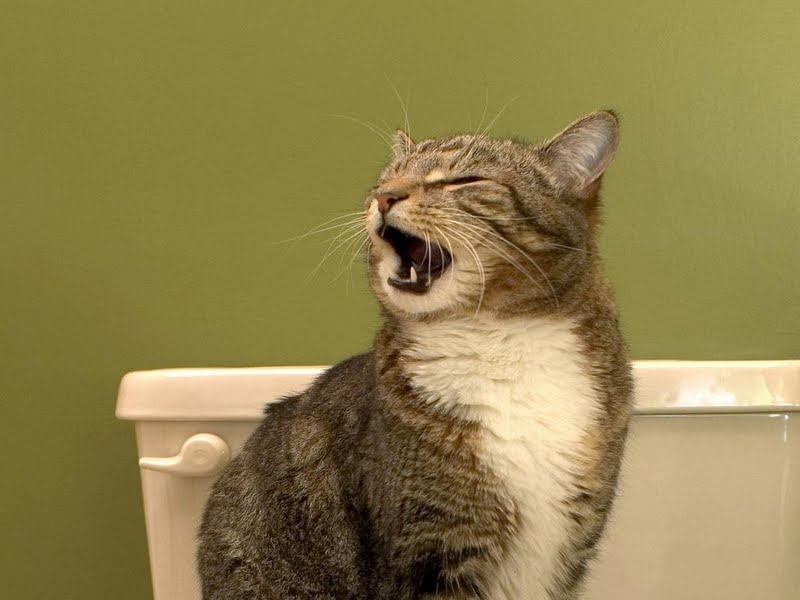 Yawning Kitty Cat Wallpaper - Cat - HD Wallpaper 