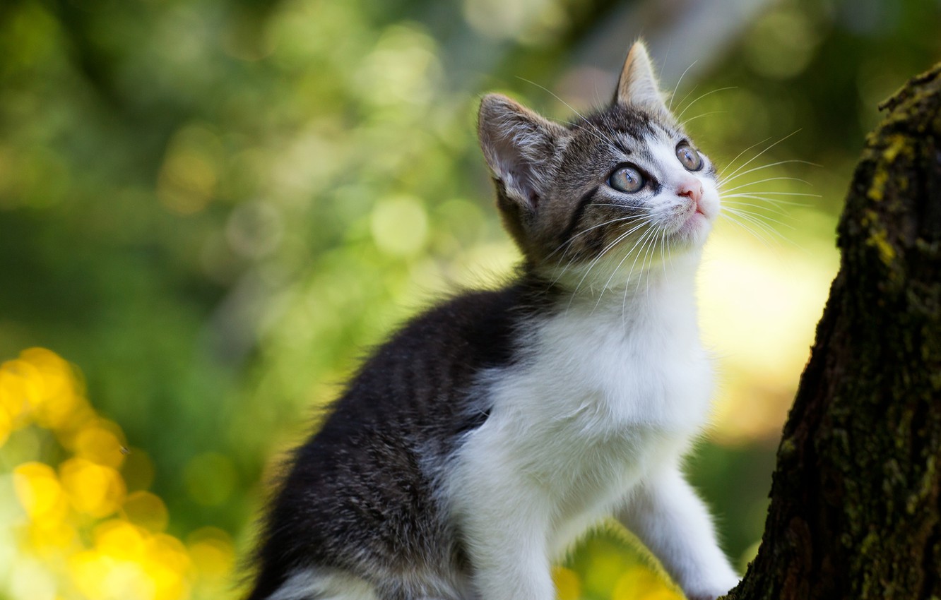 Photo Wallpaper Baby, Kitty, Cat - Domestic Short-haired Cat - HD Wallpaper 