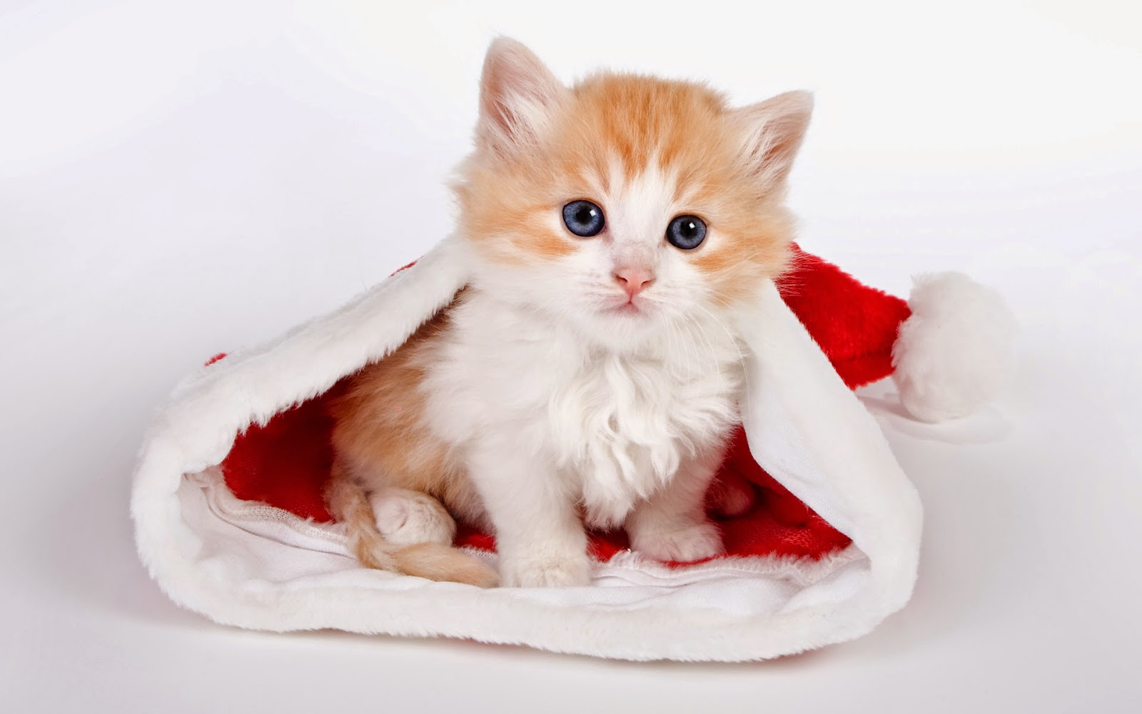 Cute Cat - Cute Wallpaper Merry Christmas - HD Wallpaper 
