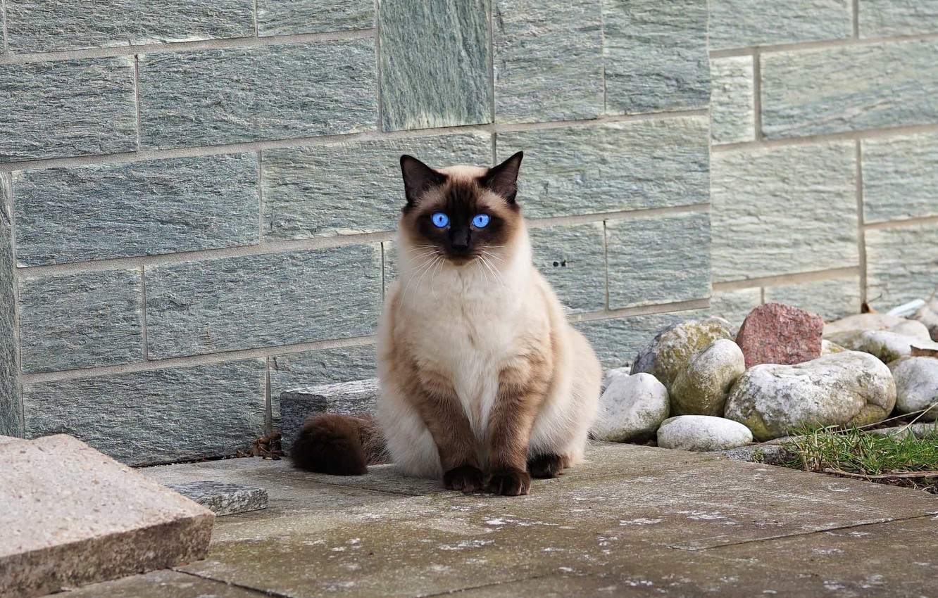 Photo Wallpaper Animals, Cat, Blue Eyes, Animal, Sweet, - Free Siamese Cat - HD Wallpaper 