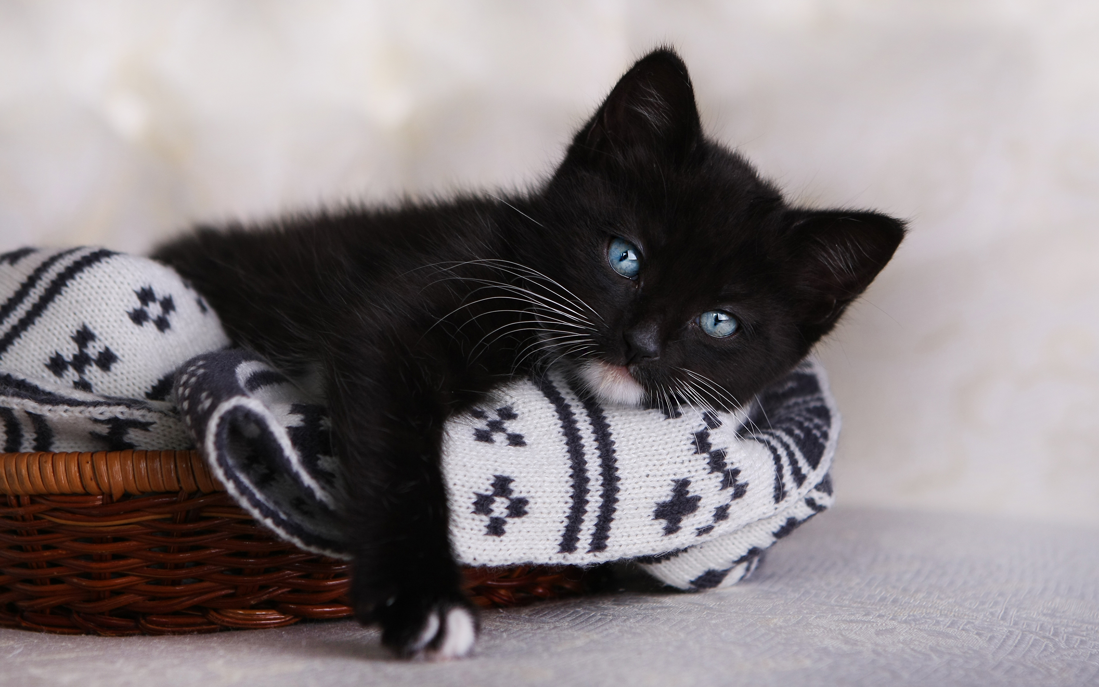 Black Kitten - HD Wallpaper 