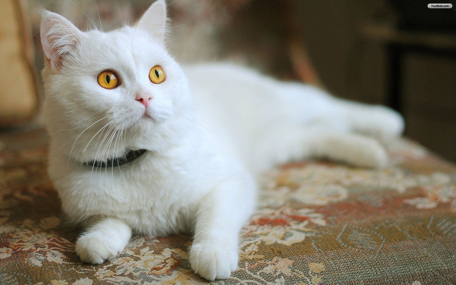 White Cats Wallpaper 7838 Hd Wallpapers - White Cat High Resolution - HD Wallpaper 