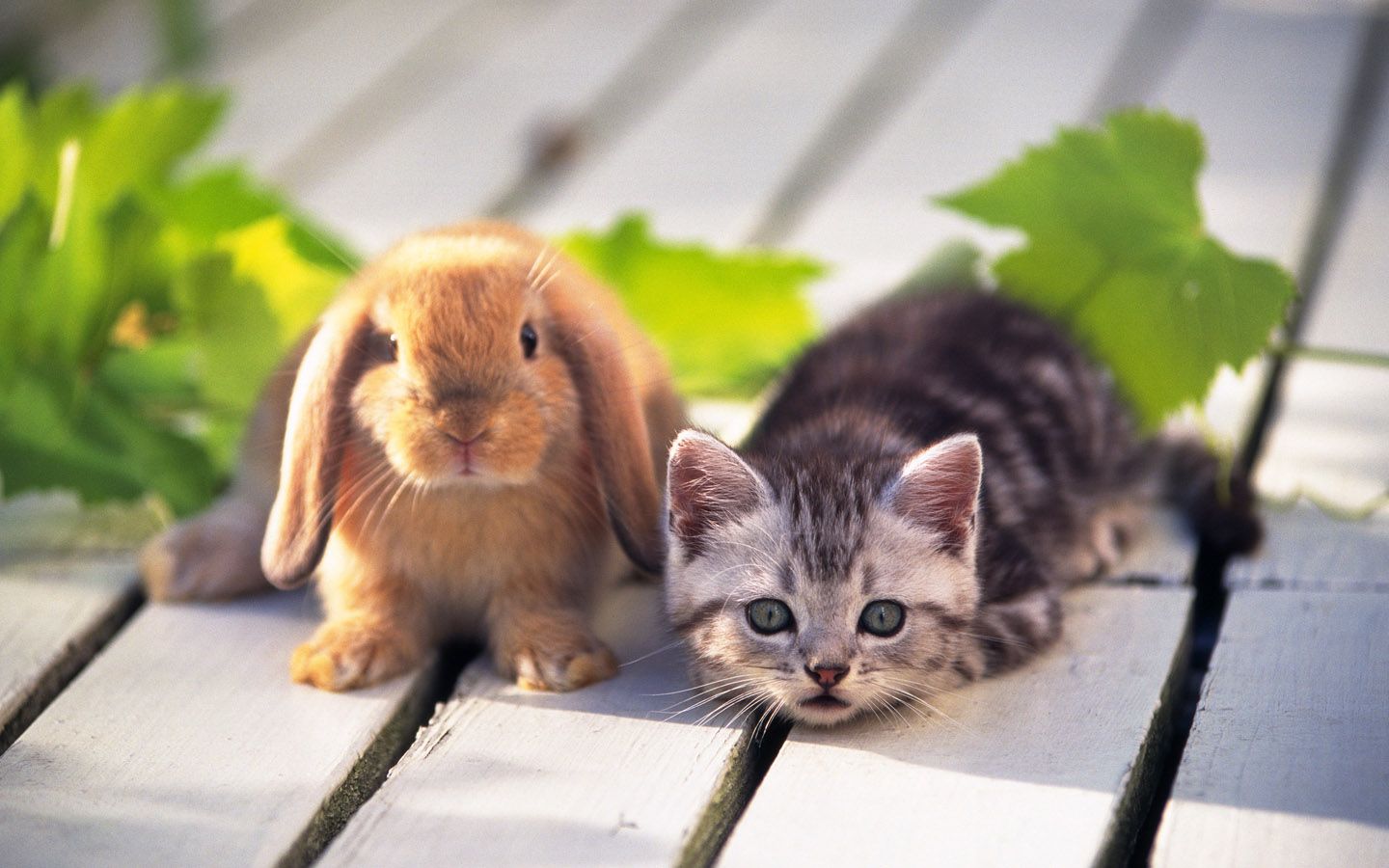 Best Friends - Cute Cats And Rabbits - HD Wallpaper 
