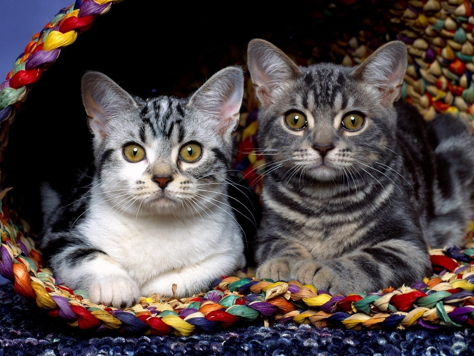 Two Beautiful Cat Wallpapers - Couple Cats Hd - HD Wallpaper 
