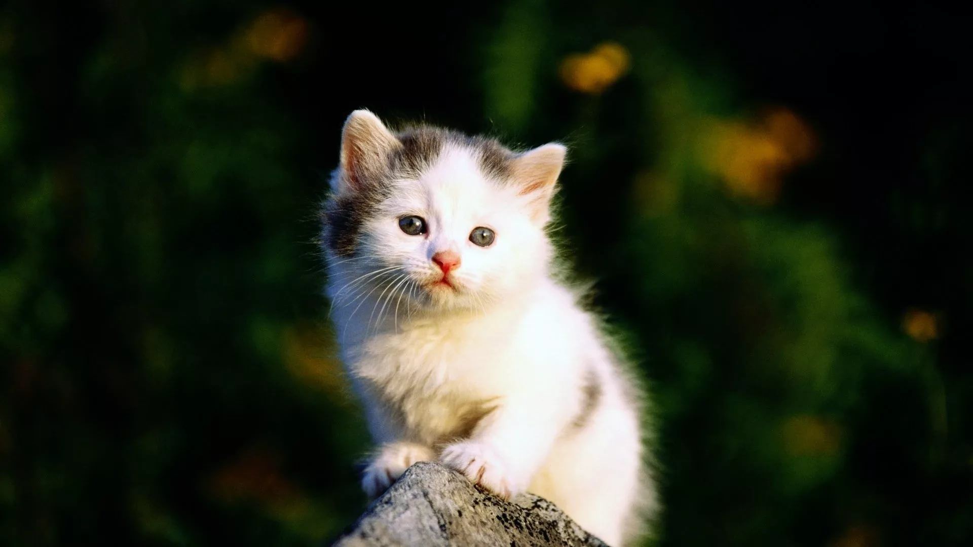 Lovely Cat Full Hd Wallpaper For Laptop - Sweet Cat Image Hd - HD Wallpaper 