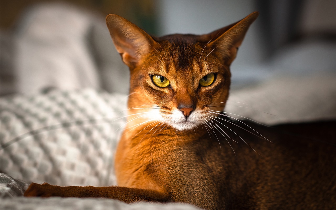 Abyssinian Cat Hd - HD Wallpaper 