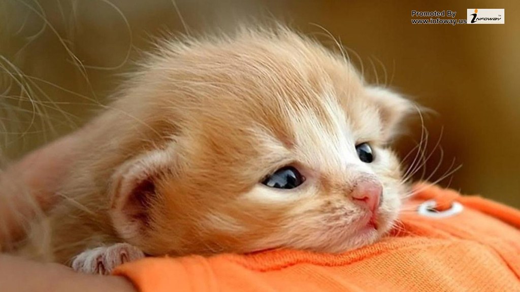 Hình Ảnh Động Vật Buồn - HD Wallpaper 