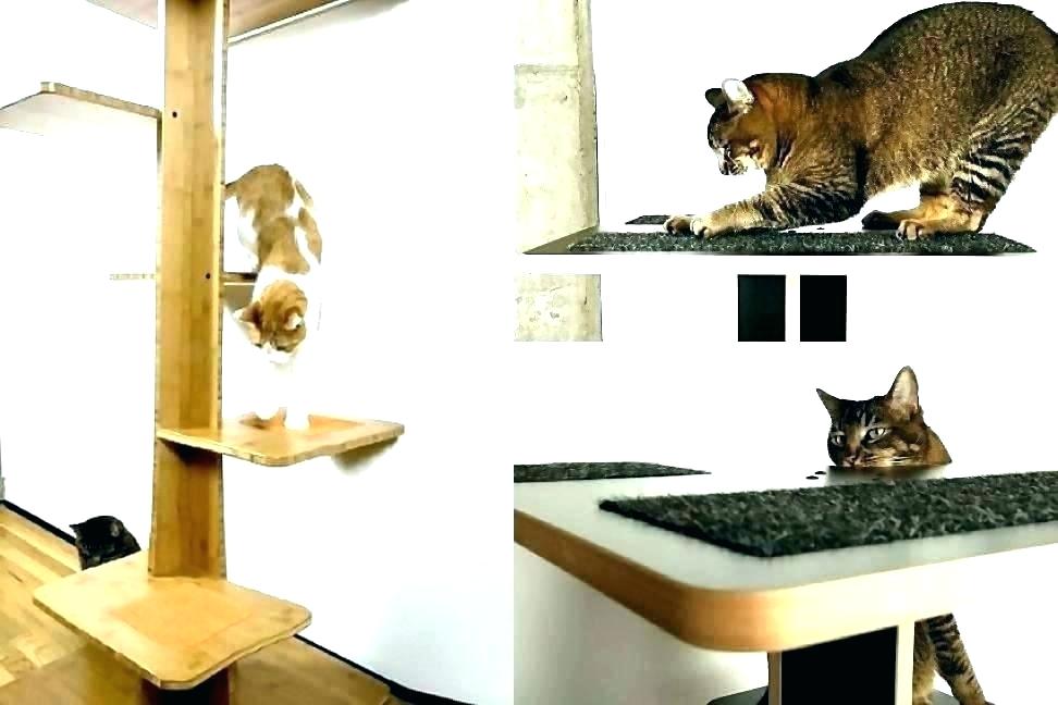 Cat Wallpaper For Walls - HD Wallpaper 