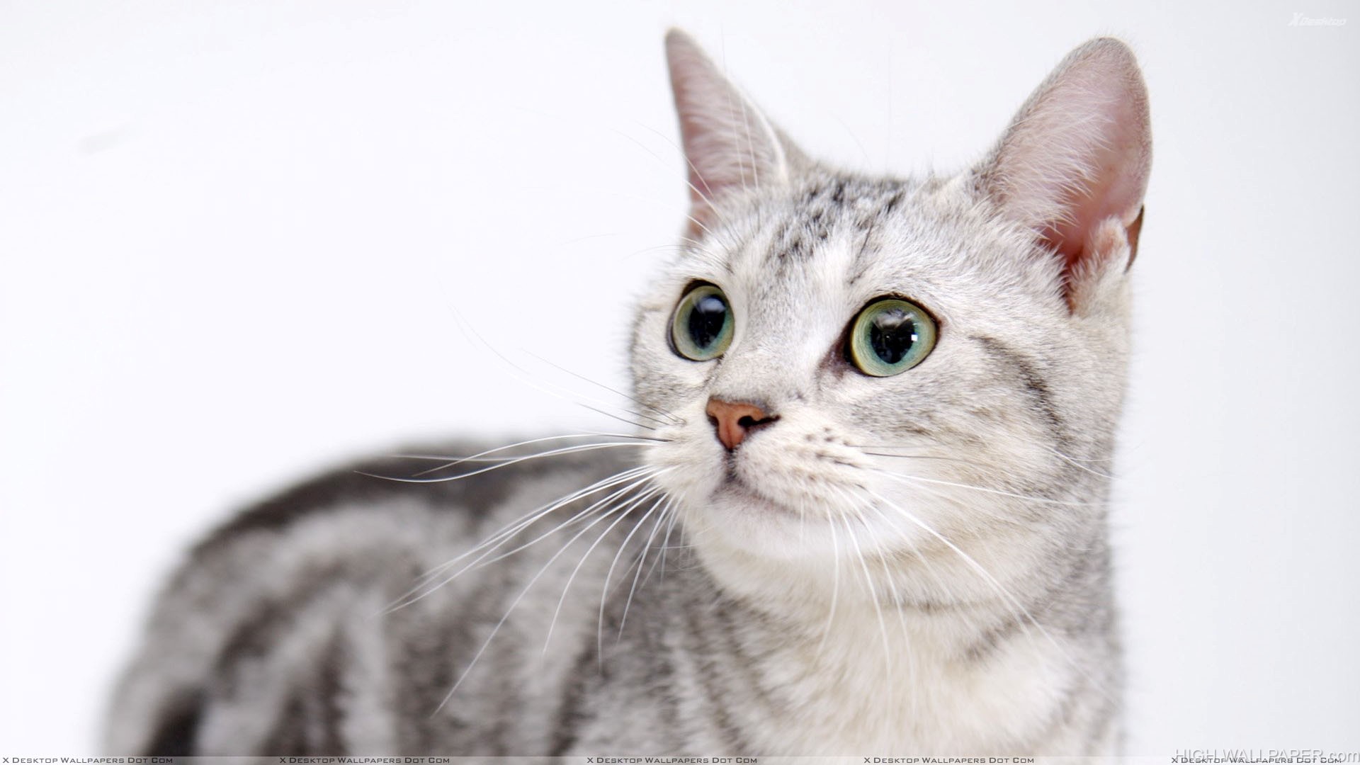 Cat Looking To The Side - HD Wallpaper 