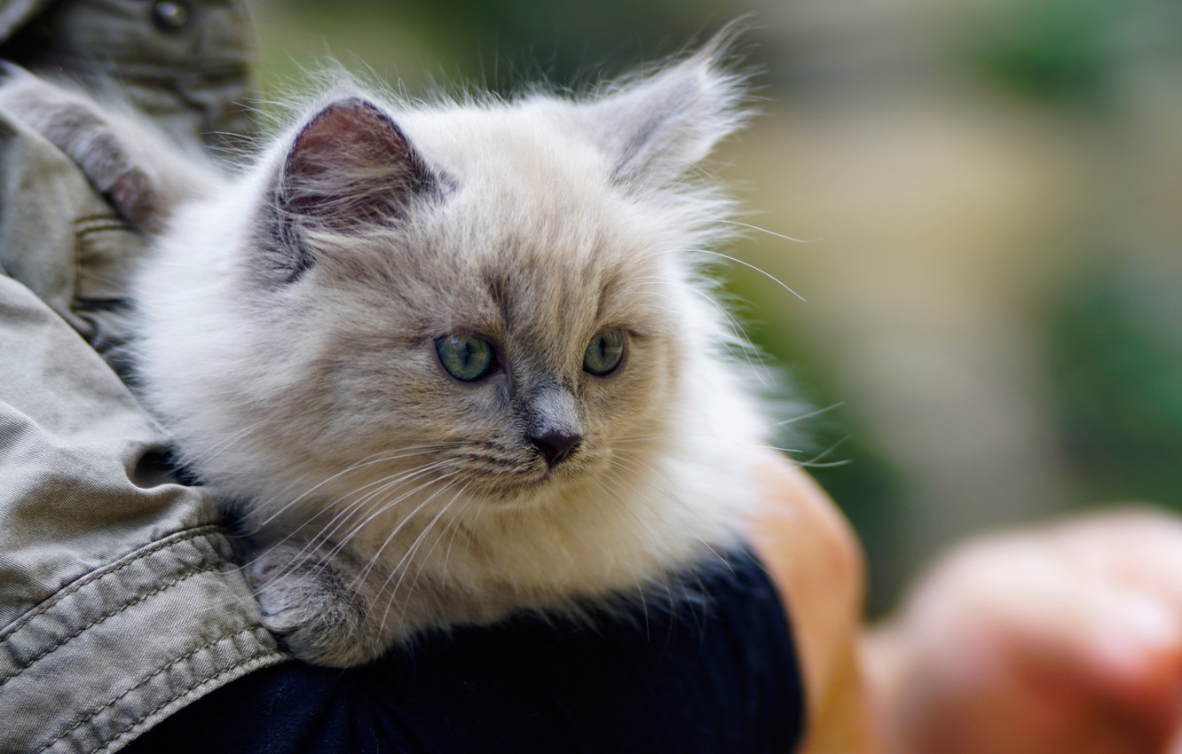 Photo Wallpaper Muzzle, Kitty, Cat - Gattini Grigi E Occji Azzurri - HD Wallpaper 