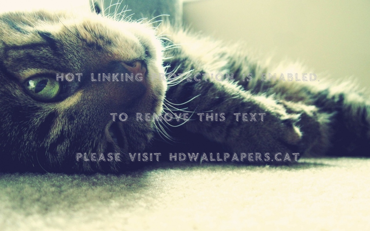 Peek A Boo Kitty Animals Sweet Cat Cute - اغلفة فيس بوك قطط - HD Wallpaper 