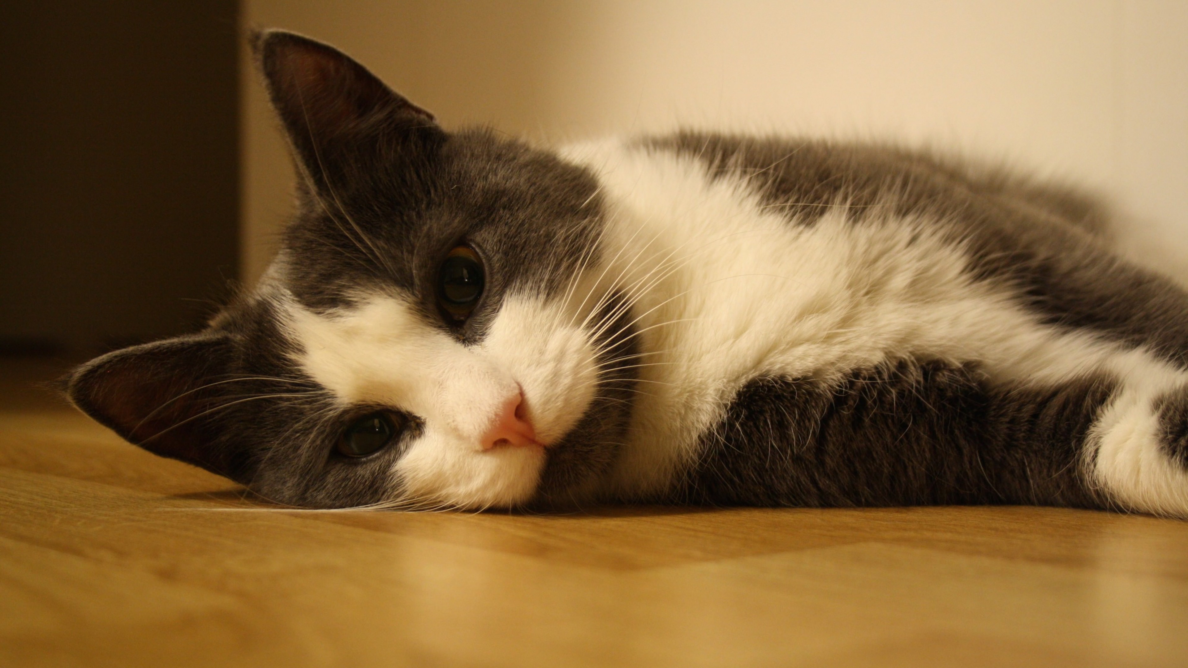 Sweet Cat Lying On The Floor Wallpaper - HD Wallpaper 