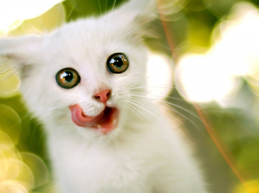 Beautiful Animal Wallpaper Hd - HD Wallpaper 