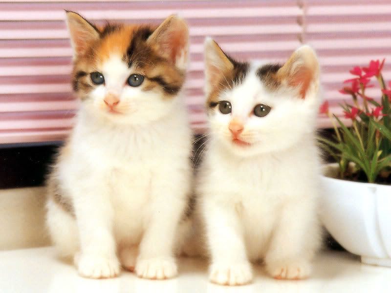 Cute Little Cats - HD Wallpaper 