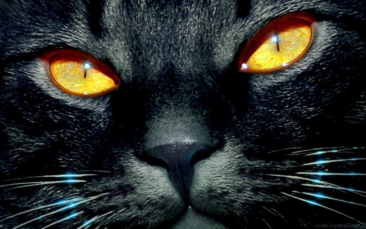 Beautiful Cat - Black Cat - HD Wallpaper 