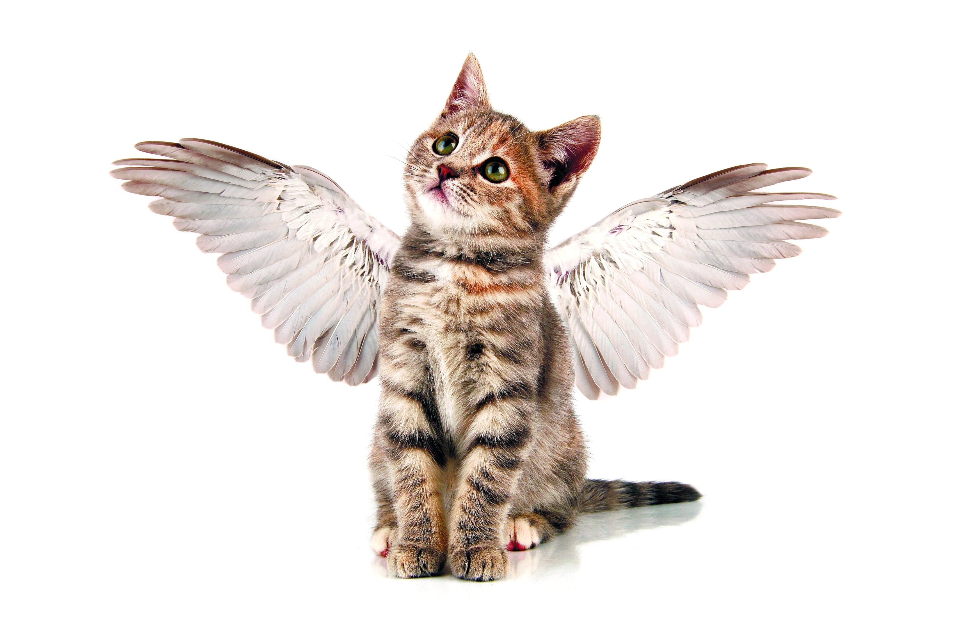 Cat With Angel Wings - HD Wallpaper 