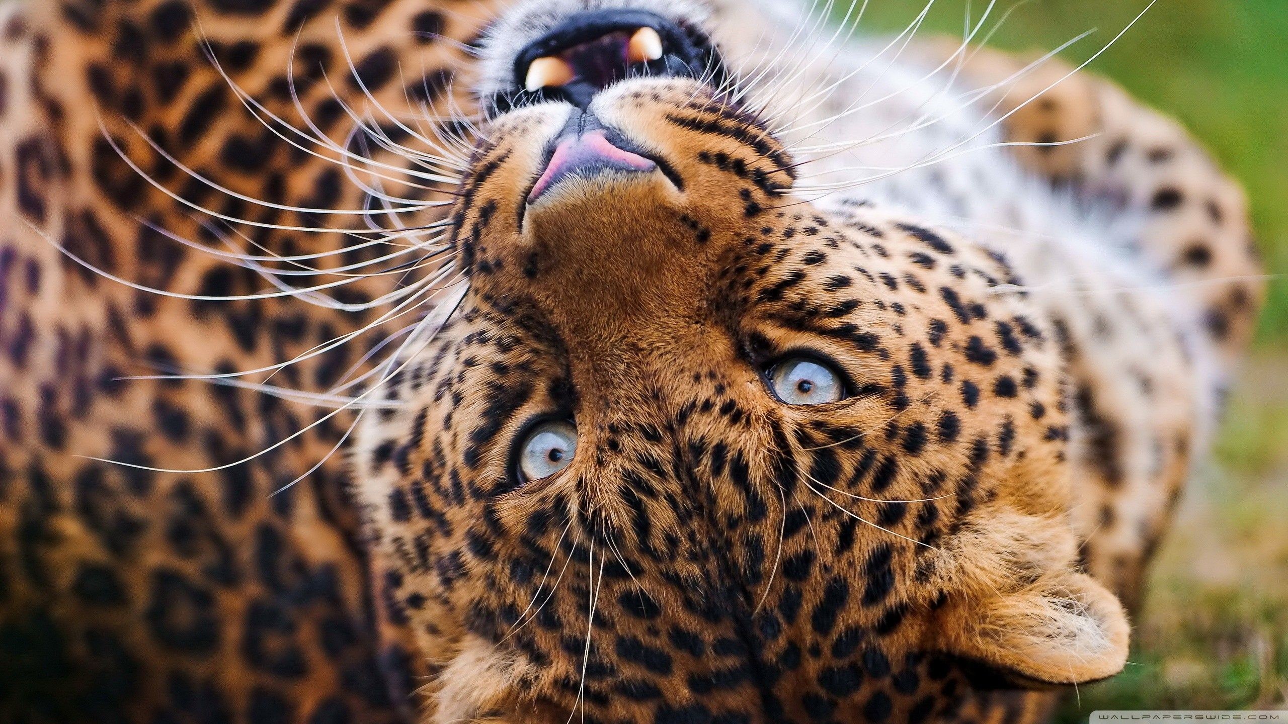 2560x1440, Wallpaper Nature Animals Hd Background Wallpaper - Big Cats Hd - HD Wallpaper 