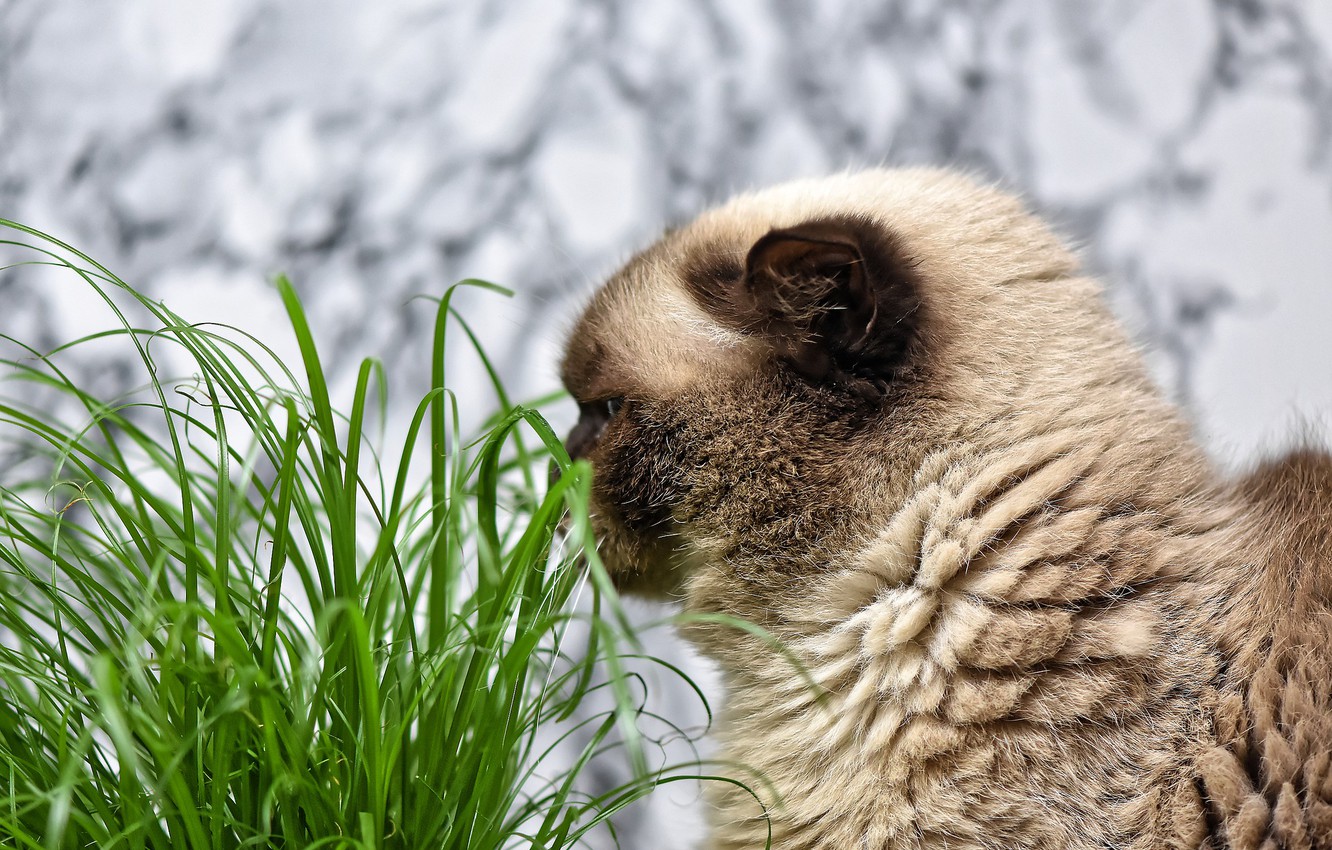 Photo Wallpaper Grass, Close-up, Animals, Cat, Macro, - Cat - HD Wallpaper 