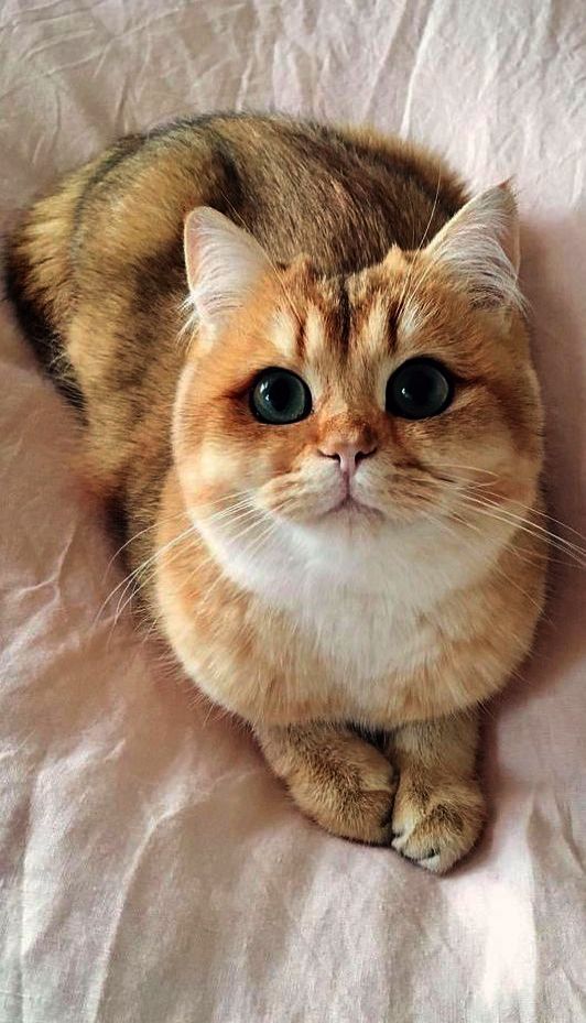 Golden British Shorthair Kitten - HD Wallpaper 