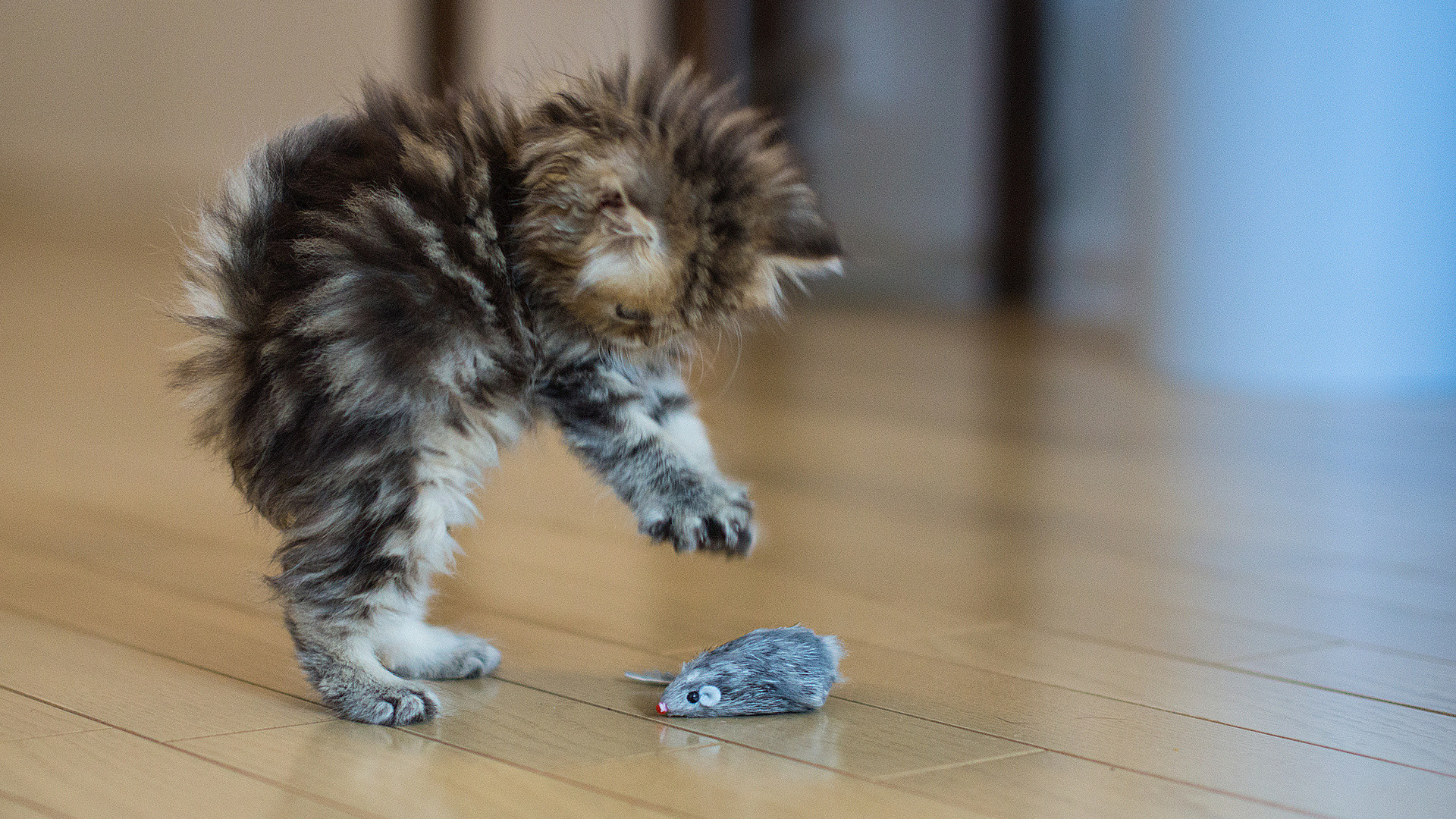 Cool Collections Of Cat Wallpapers 40 For Desktop, - Cat Playing With Furry Mice Toys - HD Wallpaper 
