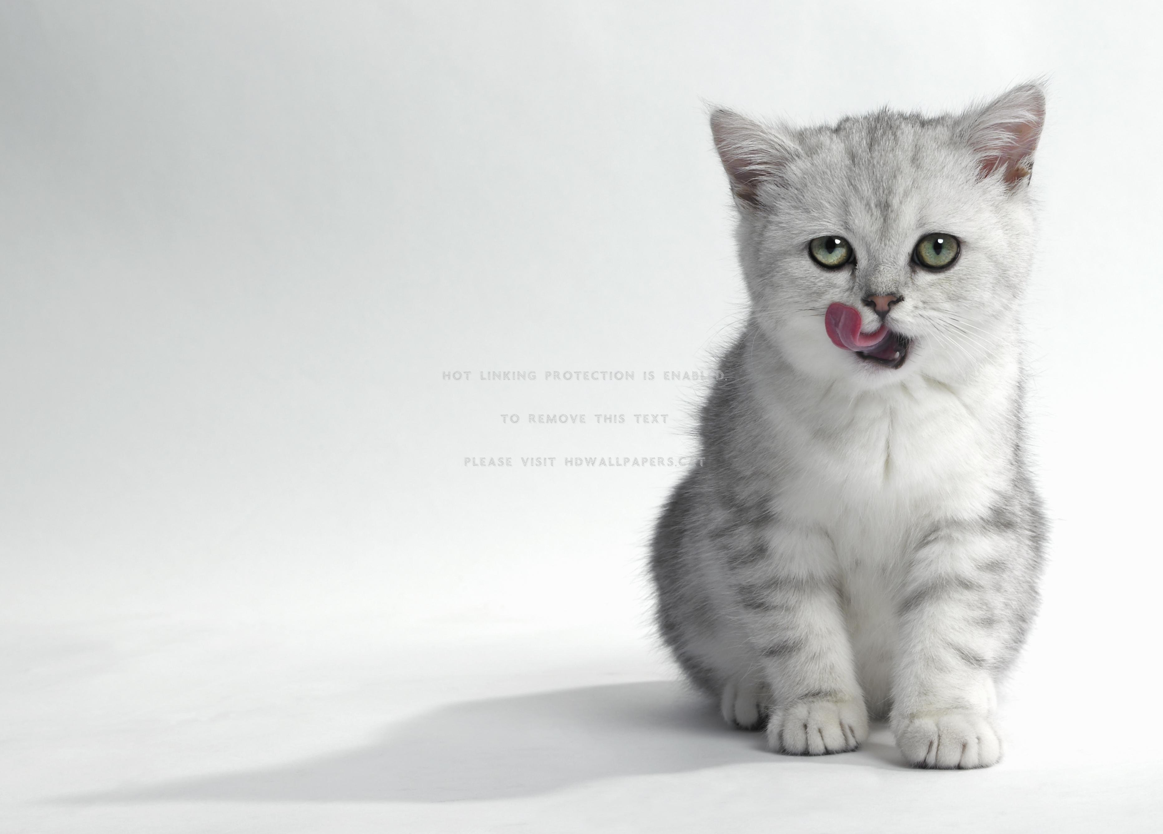 Kitten Animal Tongue White Cat Cute - Background Hd Cat White - HD Wallpaper 
