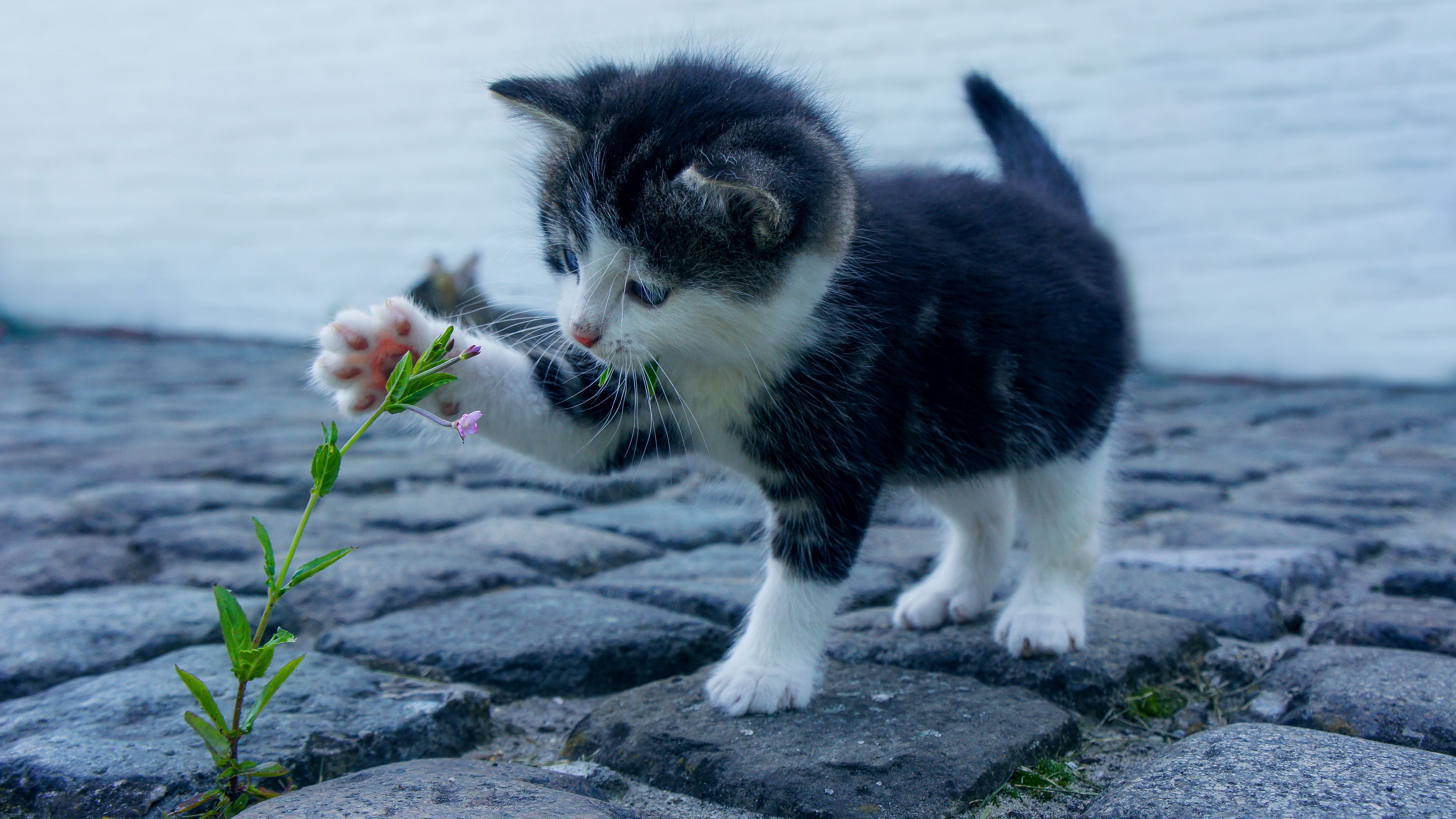 Wallpaper Kitten, Flower, Cute, Baby - 4k Baby Cat - HD Wallpaper 