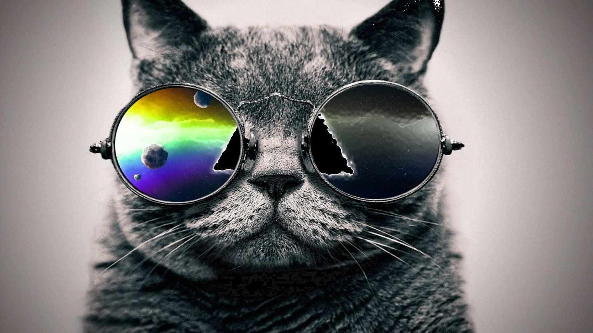 Hipster Cat Pictures For Free Wallpaper - HD Wallpaper 