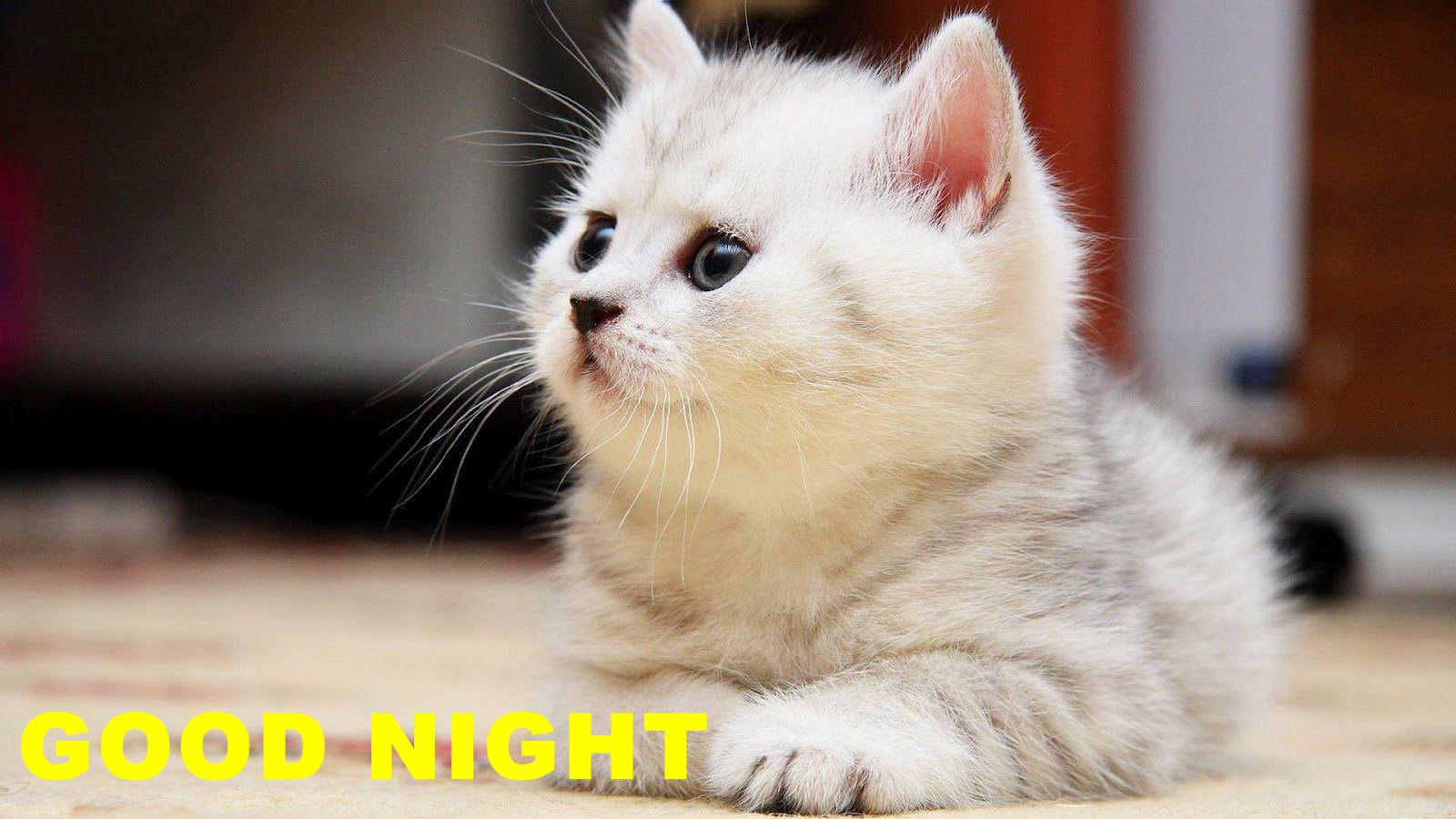 Good Night Sweet Cat Hd Wallpapers - Cat Images Free Download Hd - HD Wallpaper 