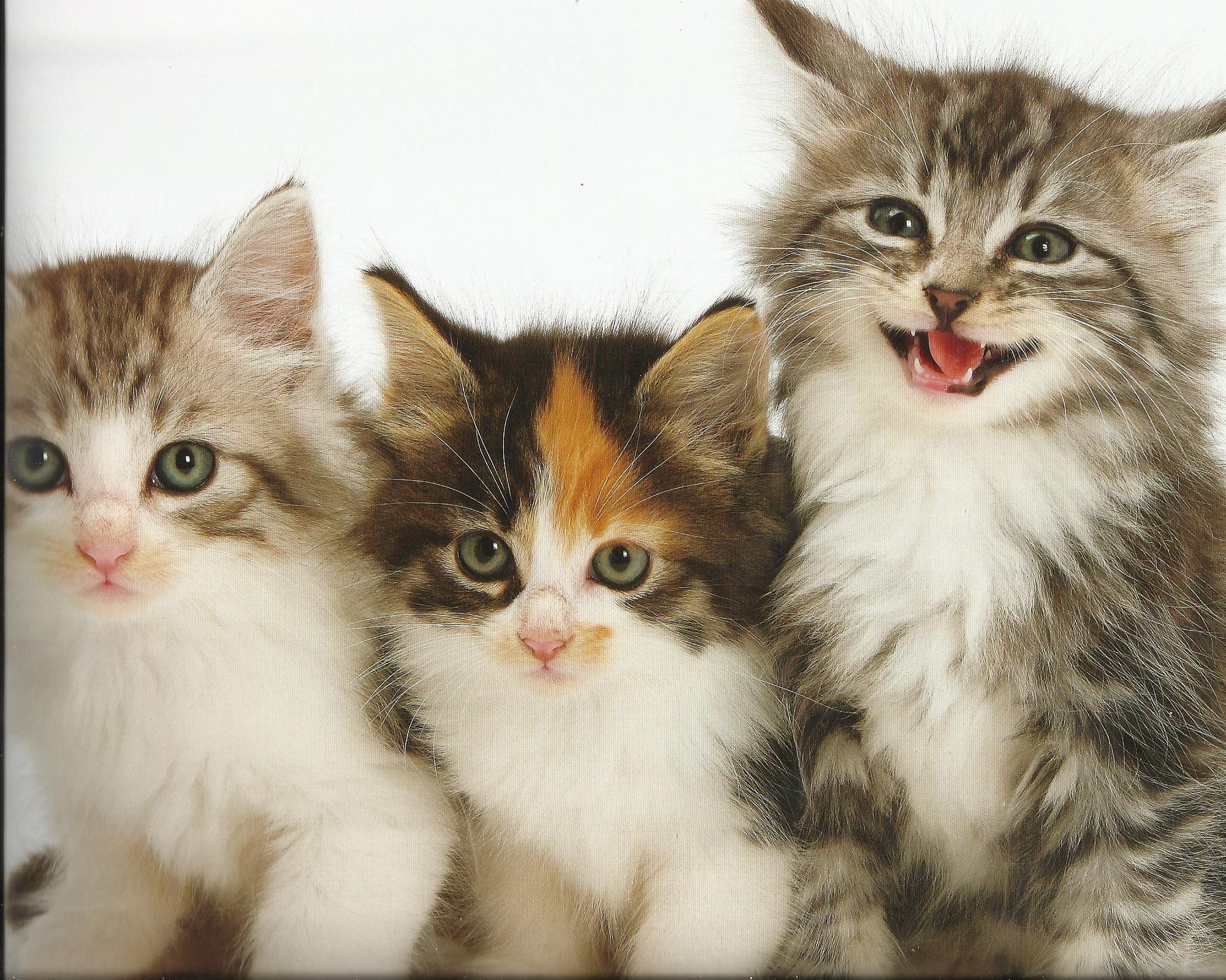 Hd Kittens Cat Cats Baby Cute High Quality Picture - 2000x1600