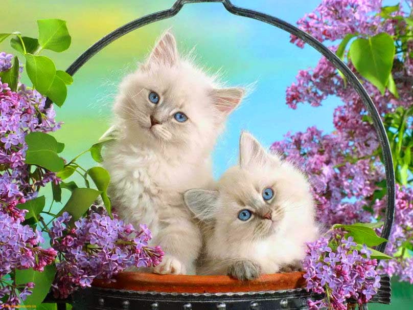 For Cat Lover - Most Beautiful Love Wallpapers For Facebook - 808x606  Wallpaper 