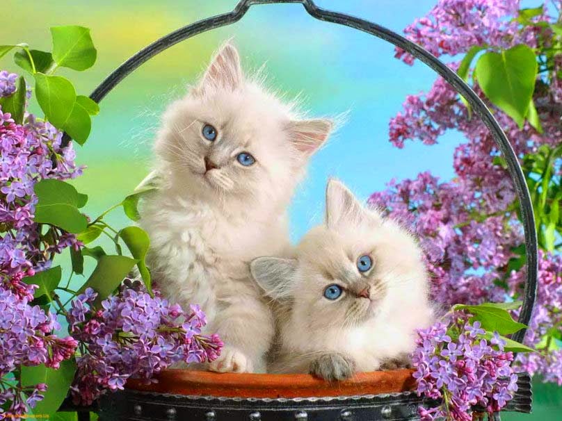 For Cat Lover - Most Beautiful Love Wallpapers For Facebook - HD Wallpaper 