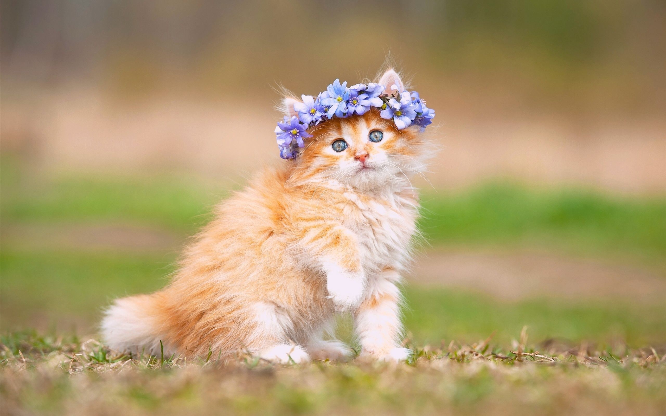 2560x1600, Cat Wallpapers Hd Kitten Wallpaper Free - Cat With Flower Crown - HD Wallpaper 