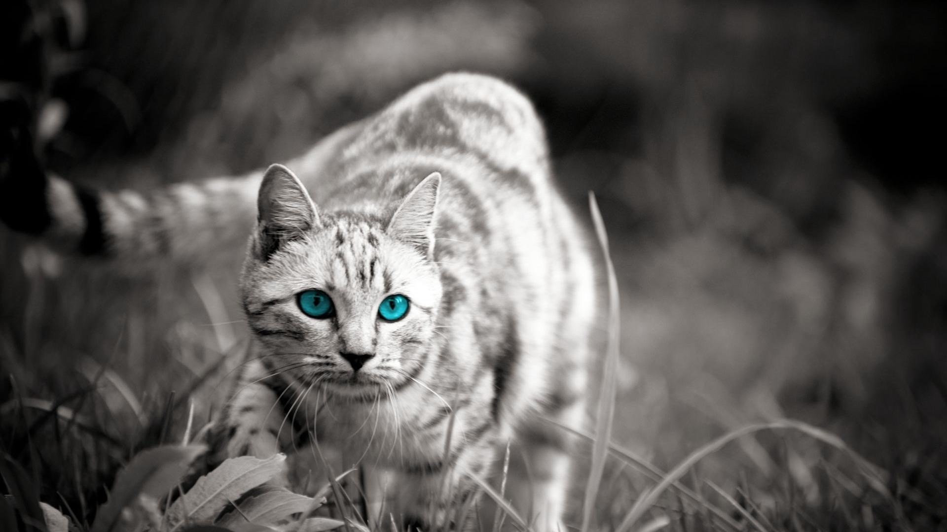 Cute Wild Cats Backgrounds Wide Wallpapers - Wild Cat Backgrounds - HD Wallpaper 