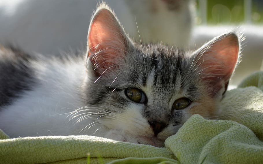 White And And Gray Kitten, Love, Sleep, Tired, Sweet, - HD Wallpaper 