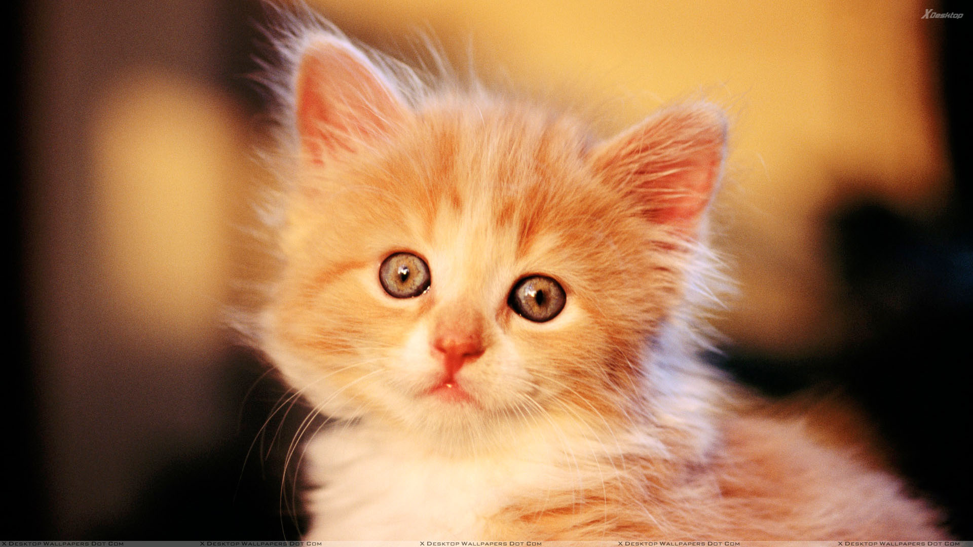 Small Cat Images Download - HD Wallpaper 