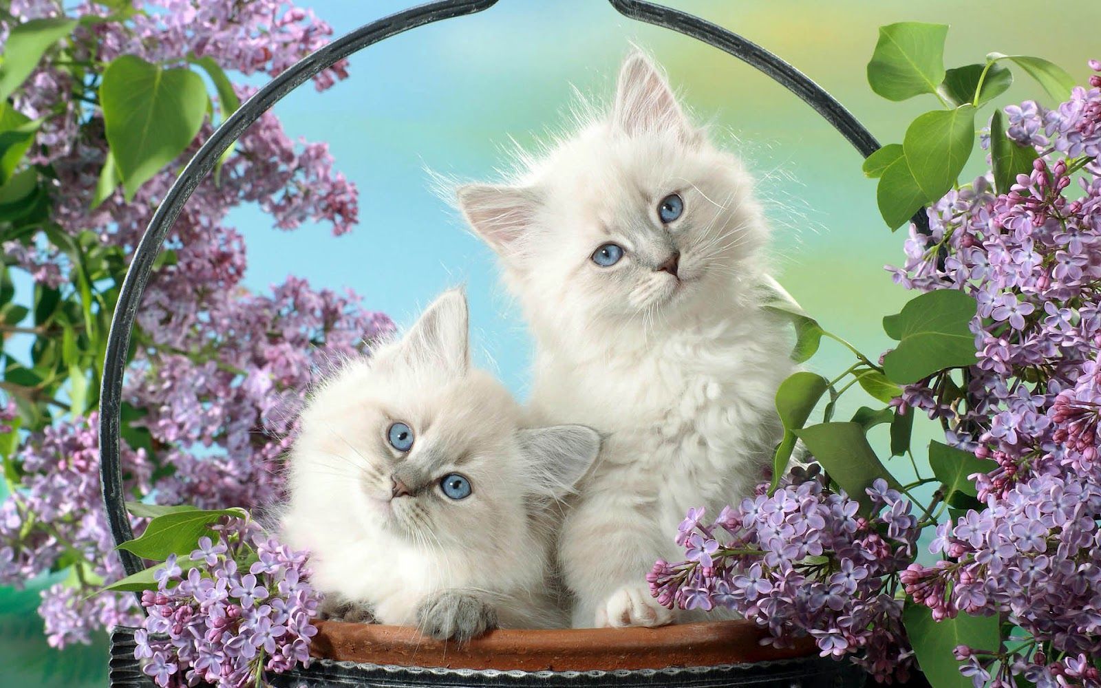White Cat Wallpaper - HD Wallpaper 