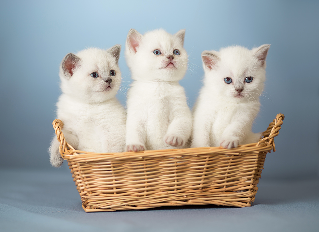 Cute White Cat In Basket - HD Wallpaper 