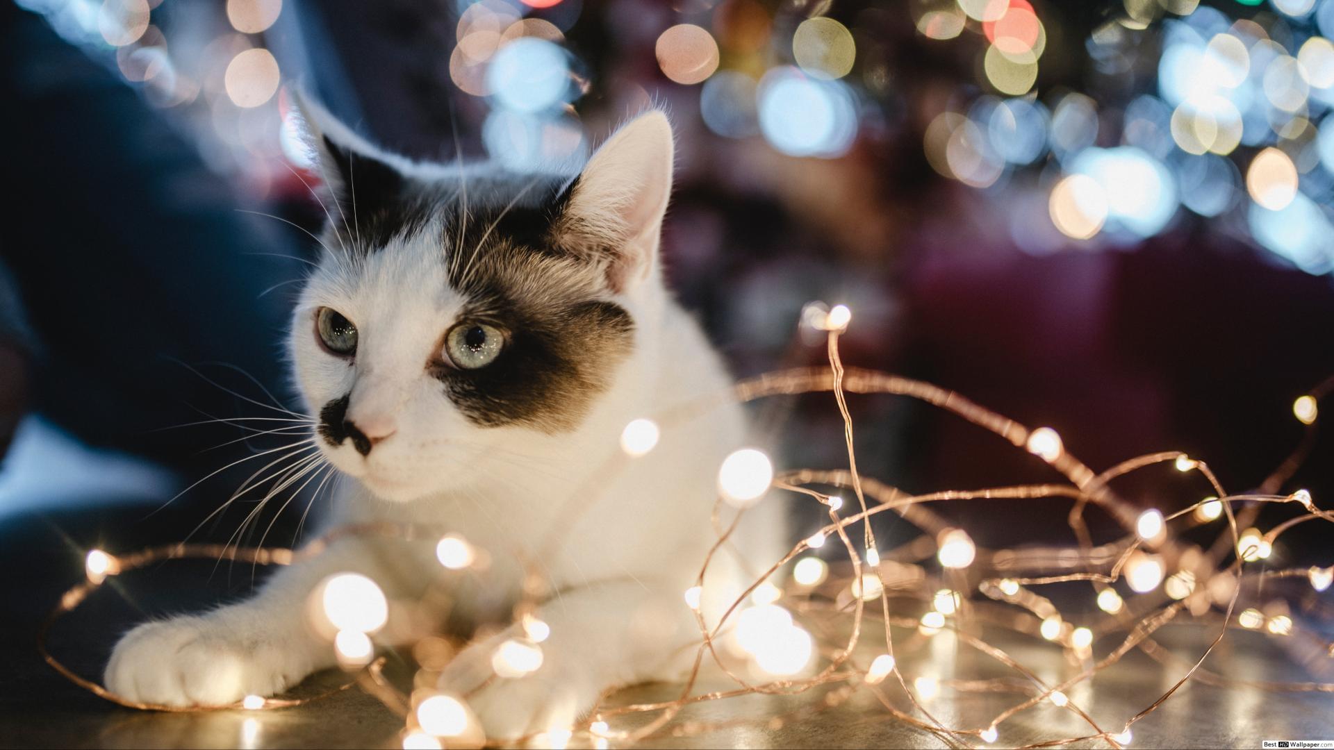 Cat In Christmas Lights - HD Wallpaper 