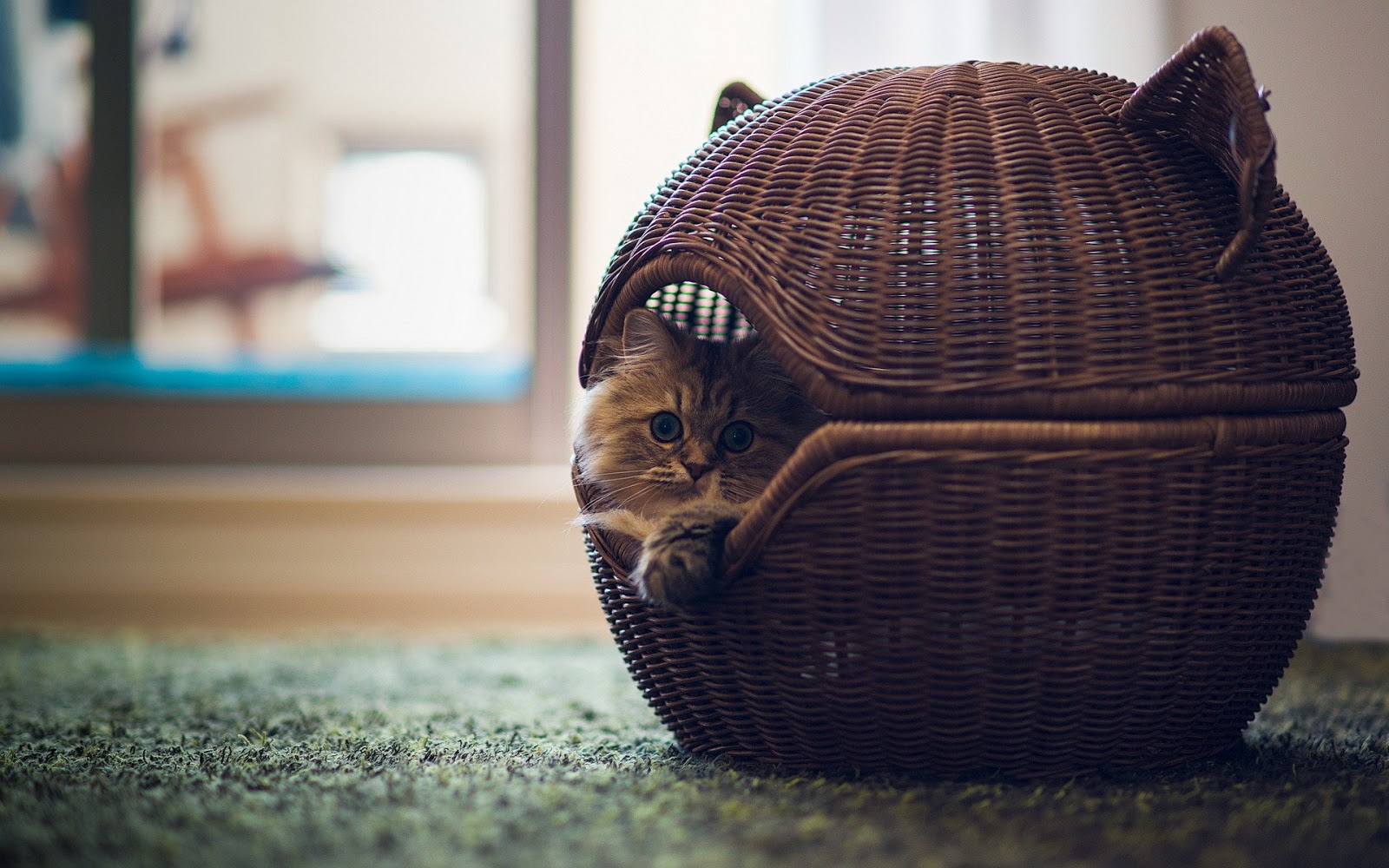Cute Cat In Basket Hd - HD Wallpaper 