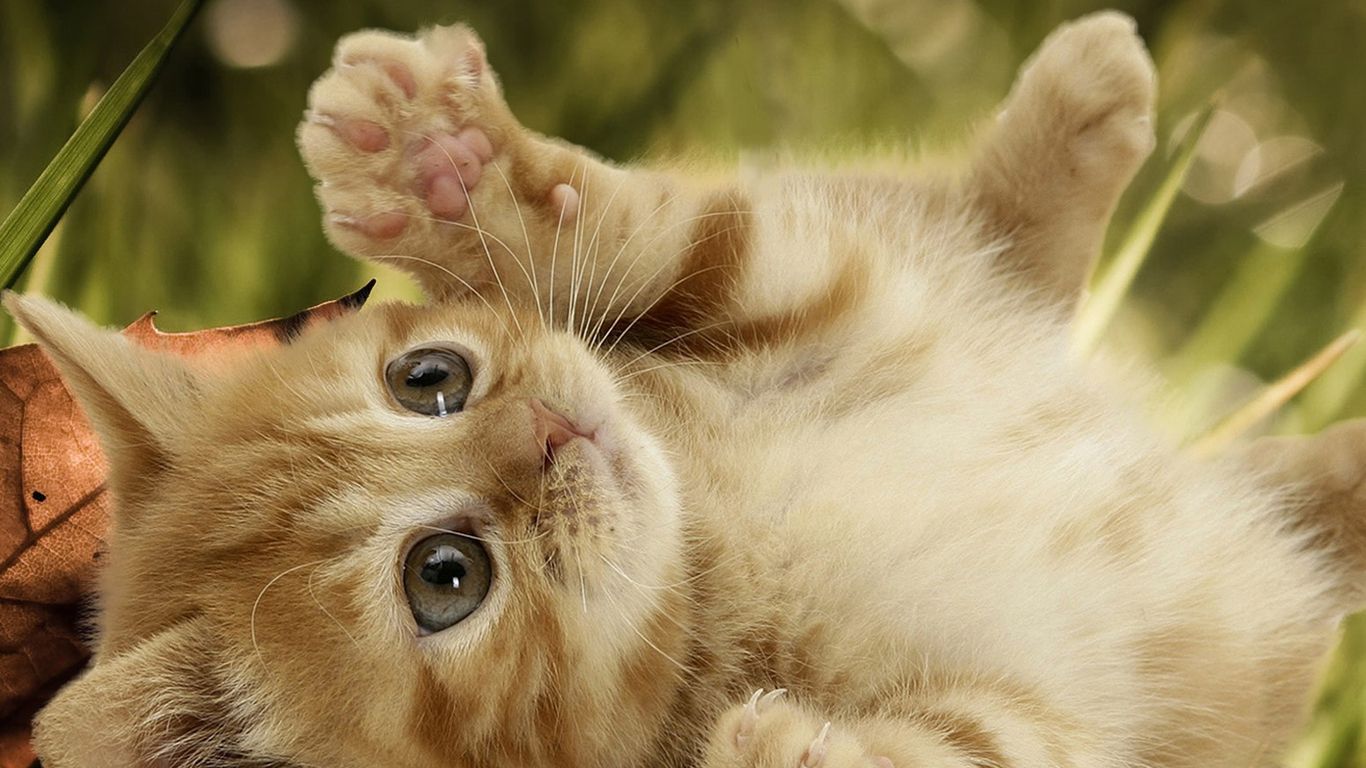 Funny Cat Desktop Wallpaper 1366x768, - Cute Wallpapers For Girls Cat - HD Wallpaper 