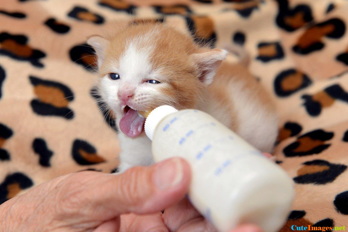 Beautiful Cute Cats Wallpapers Hd Pictures Live Hd - Cute Baby Cats - 1200x800 Wallpaper Beautiful Cute Cats Wallpapers Hd Pictures Live Hd - Cute Baby Cats - 1200x800 Wallpaper