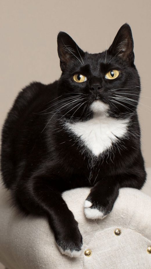 Mobile Cat Wallpapers Android, Iphone, Smartphone Hd - Huis Tuin En Keuken Kat - HD Wallpaper 