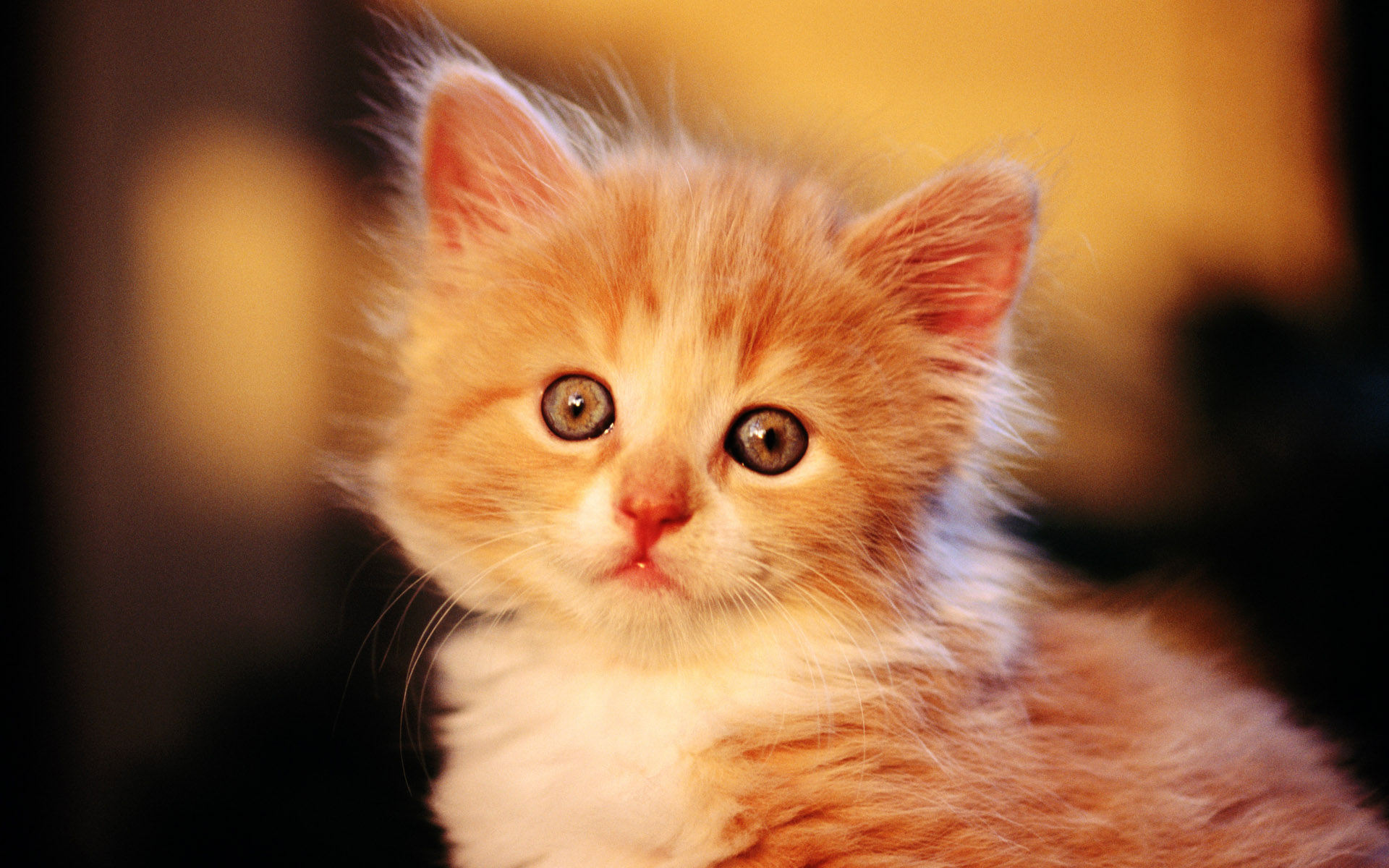 Cute Baby Cat Wallpaper Free Download - Gato De Color Naranja - HD Wallpaper 