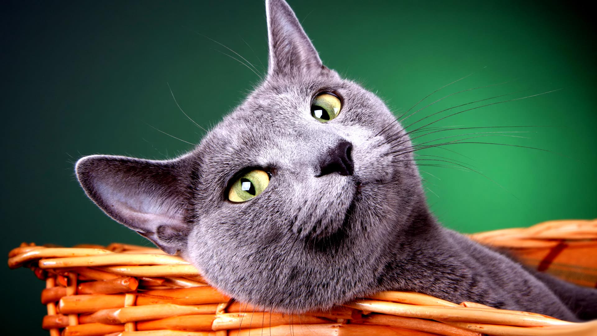 Cat Hd Wallpaper - Cats Full Hd - HD Wallpaper 