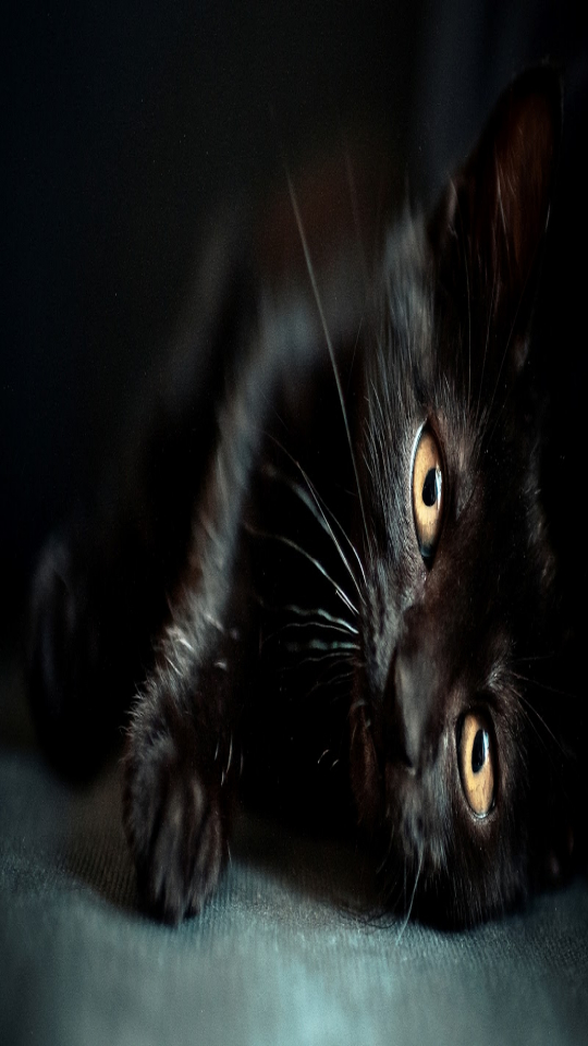 Backgrounds Of Black Cats - HD Wallpaper 