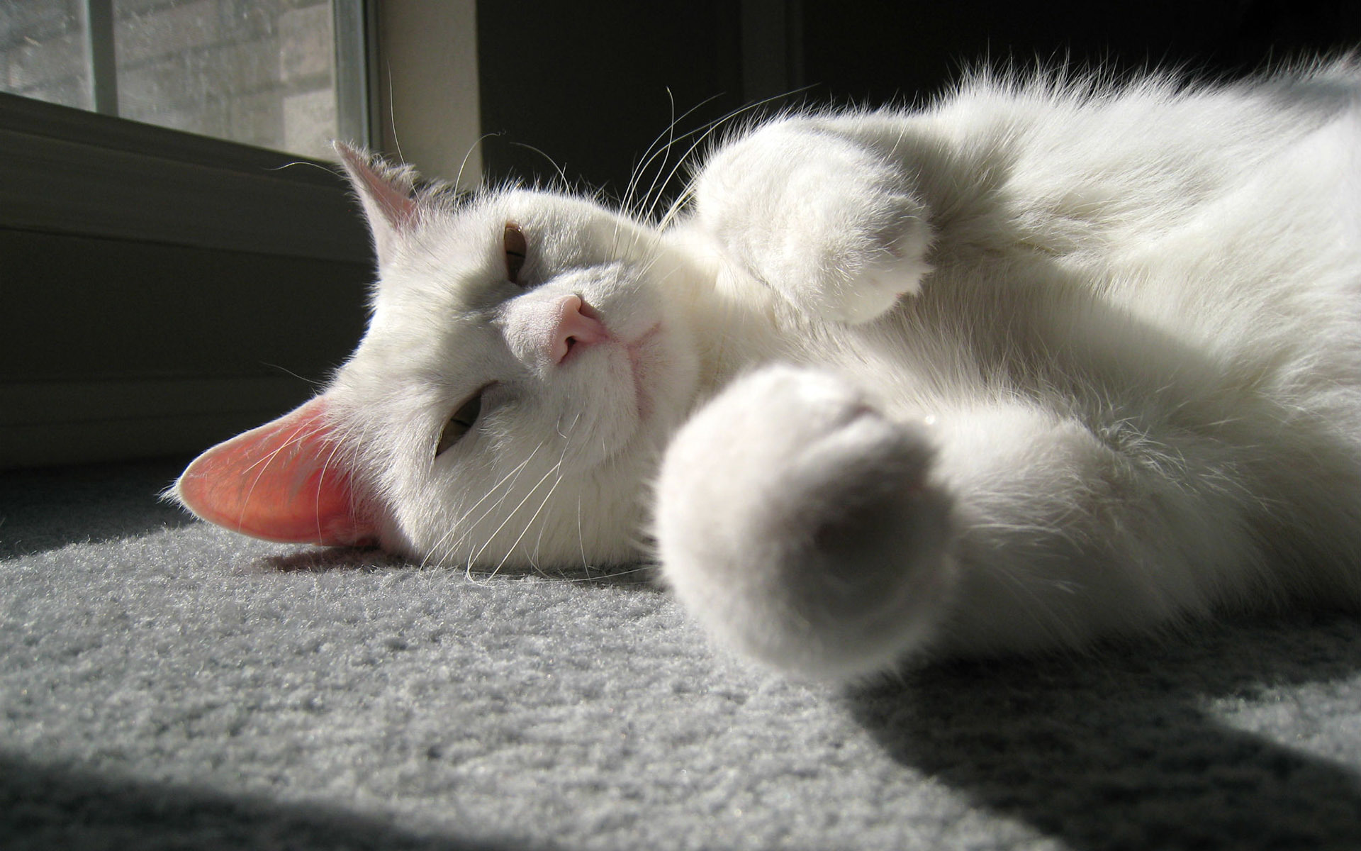 White Cat - HD Wallpaper 