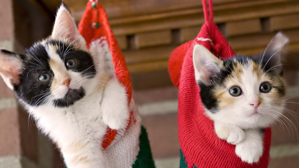Image For Honey - Cute Christmas Cats - HD Wallpaper 